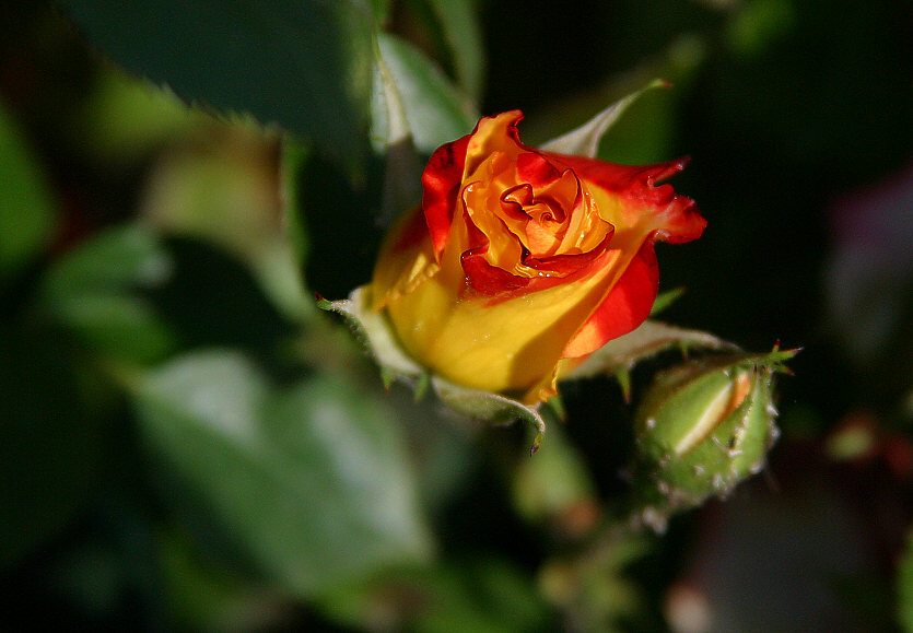 ROSA2.jpg