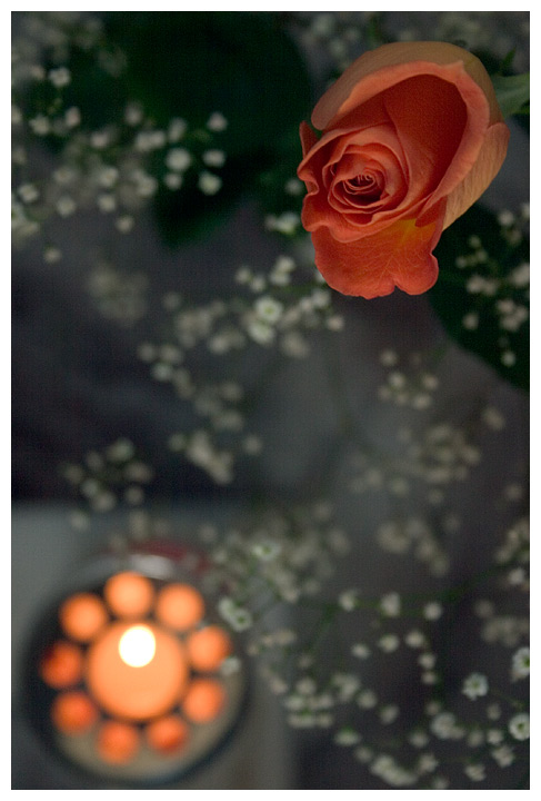 rosa2.jpg