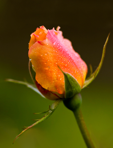 rosa2.jpg