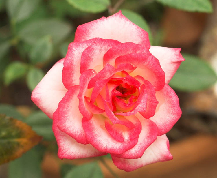 rosa4u.jpg