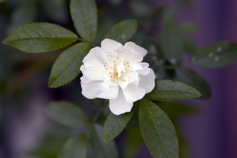 rosa_1001.jpg