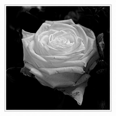 rosa.jpg