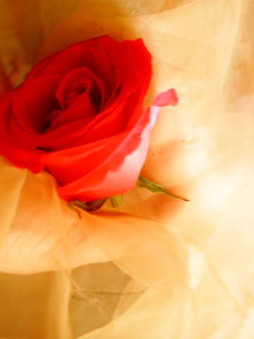 Rosa 12.03.07 (18).JPG