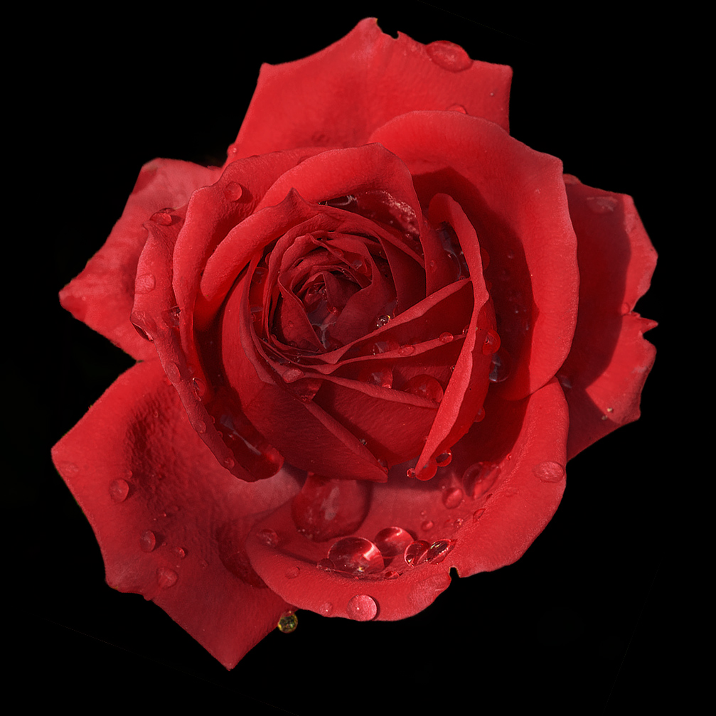 Rosa.jpg