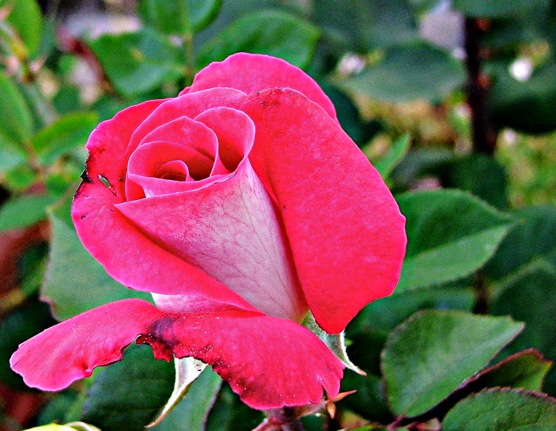 rosa.jpg