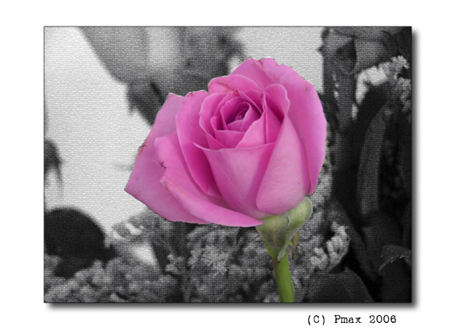 Rosa.jpg
