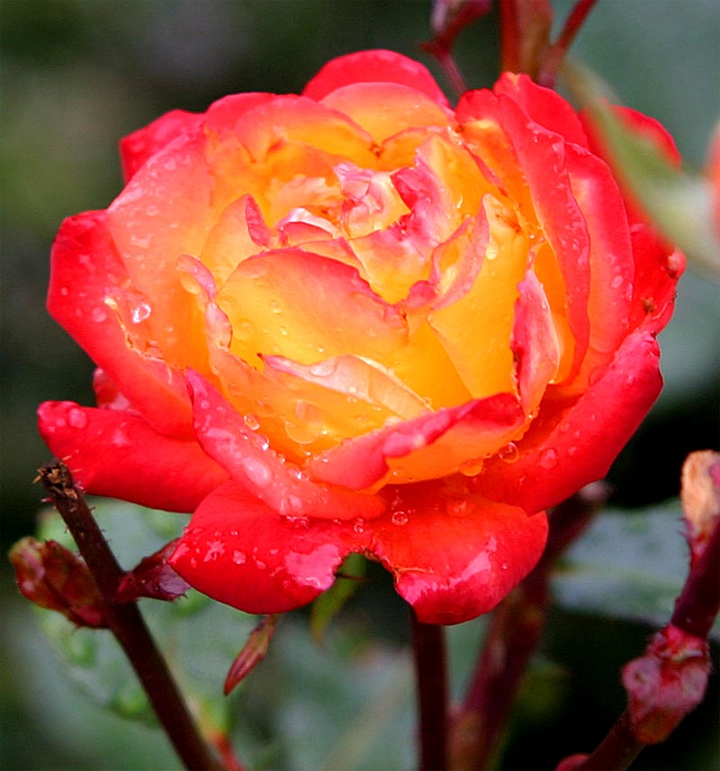 rosa.jpg
