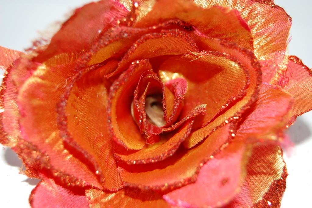 ROSA.jpg