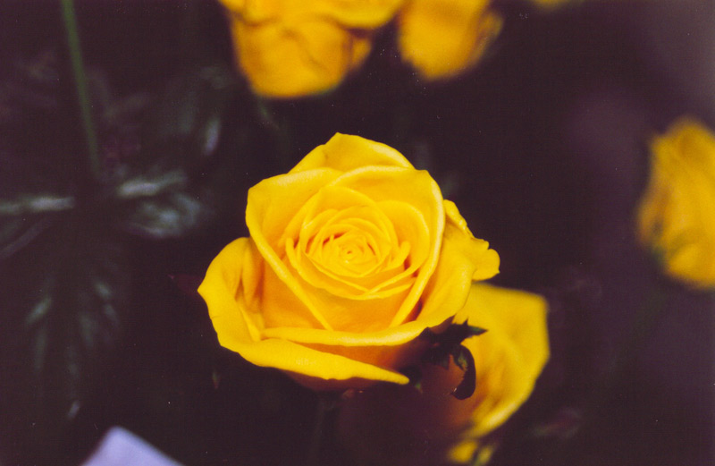 rosa.jpg