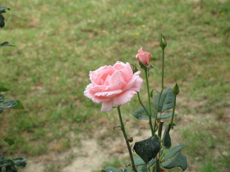 rosa.jpg