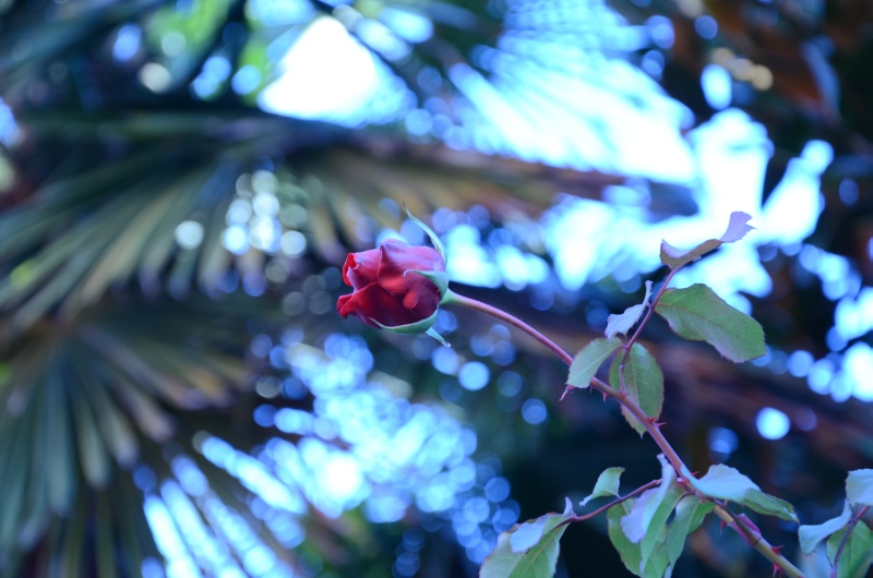 rosa 1.jpg