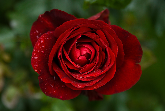 rosa_1_invio.jpg