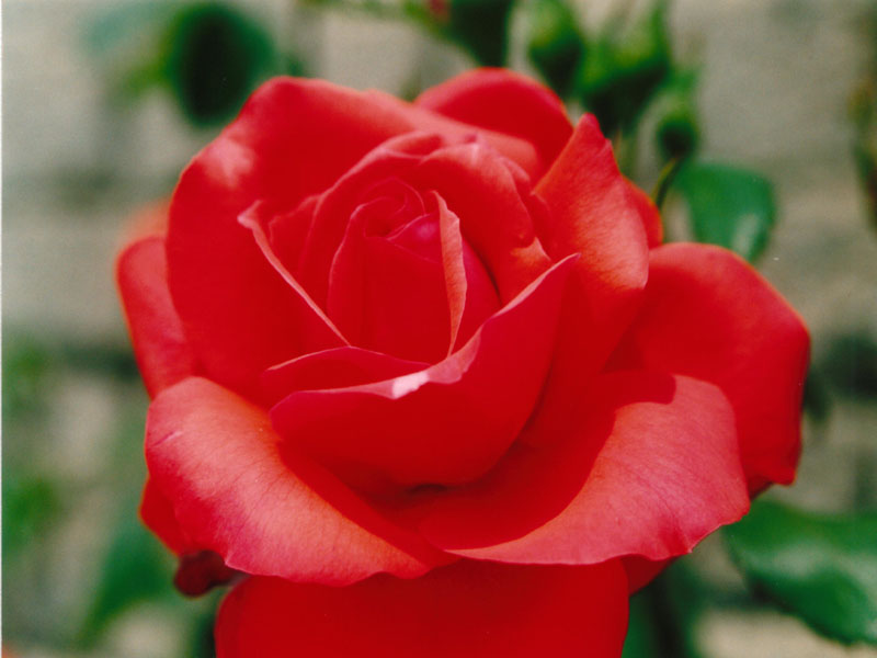 rosa.jpg