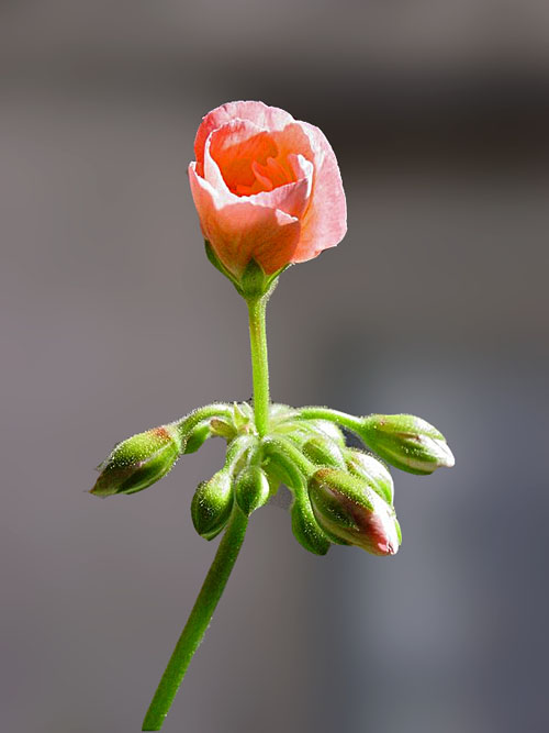 rosa.jpg