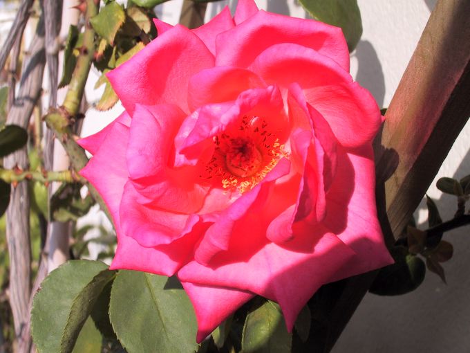 rosa.jpg