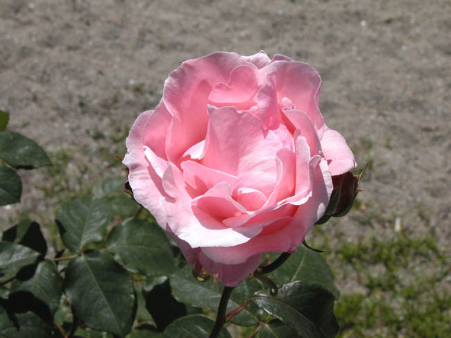 rosa.jpg