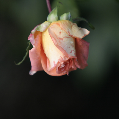 rosa.jpg