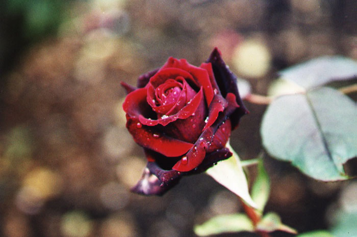 rosa.jpg