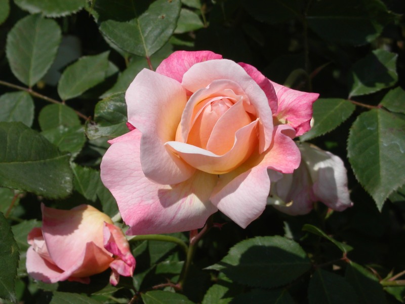 rosa 3.jpg