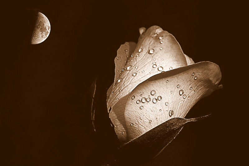 rosa 3.jpg