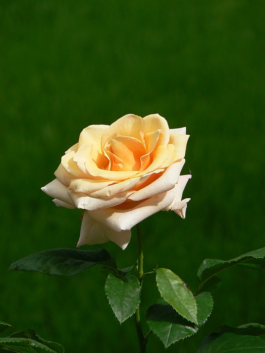 rosa.jpg