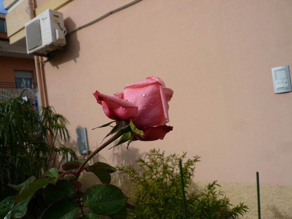 rosa.jpg
