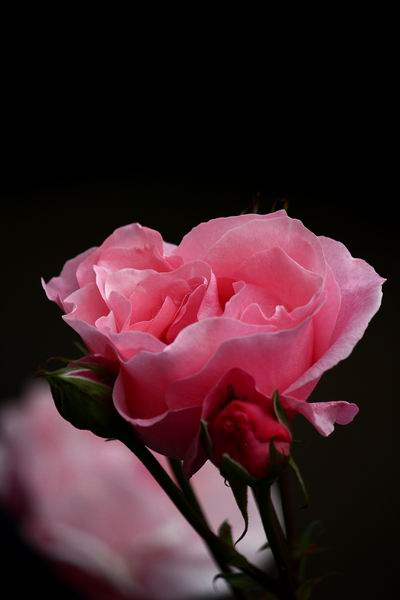 Rosa 4.JPG