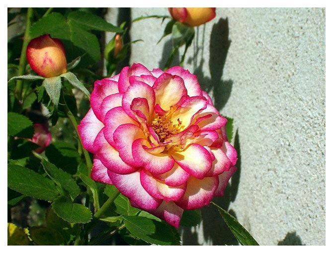 rosa.jpg