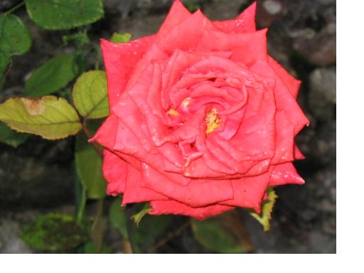 rosa.JPG