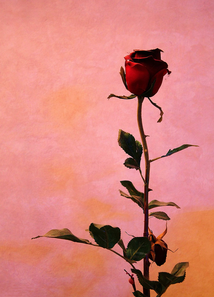 rosa.jpg