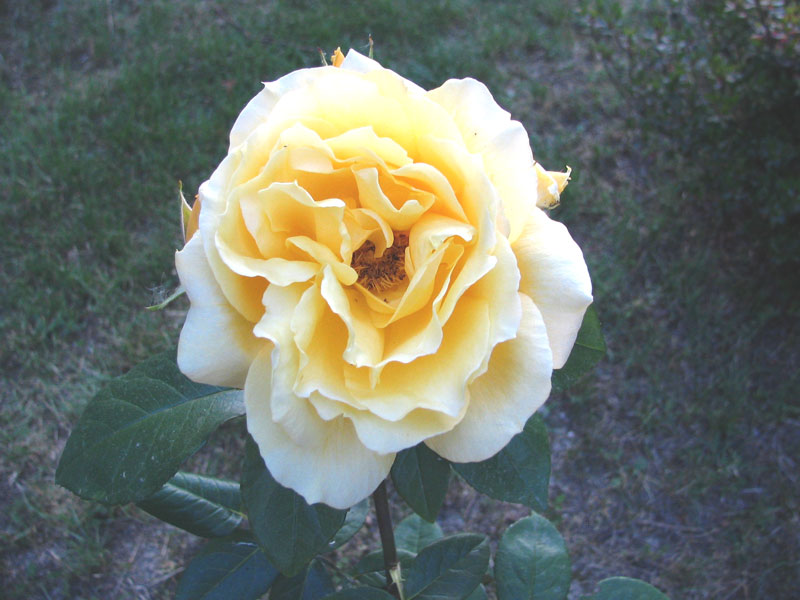 Rosa.jpg