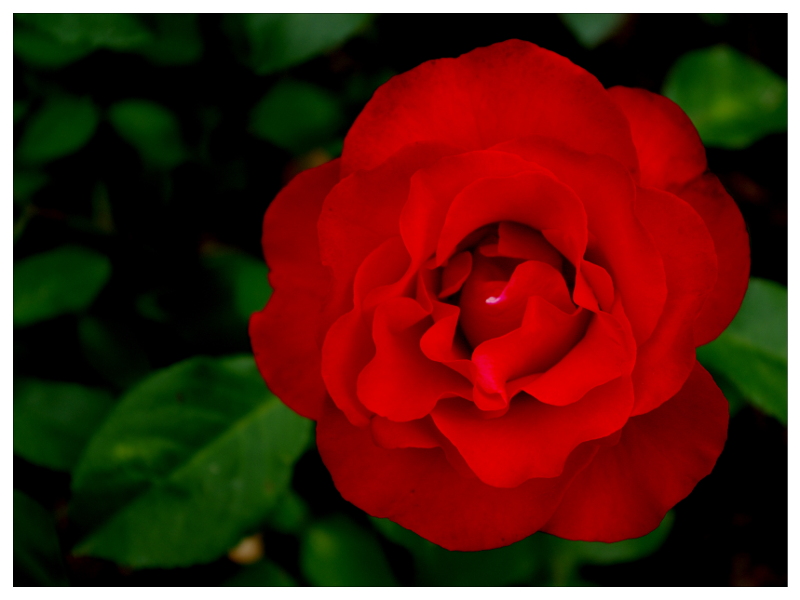 Rosa.jpg