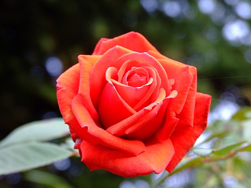rosa.jpg