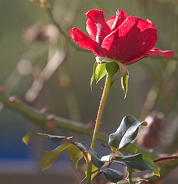 rosa.jpg