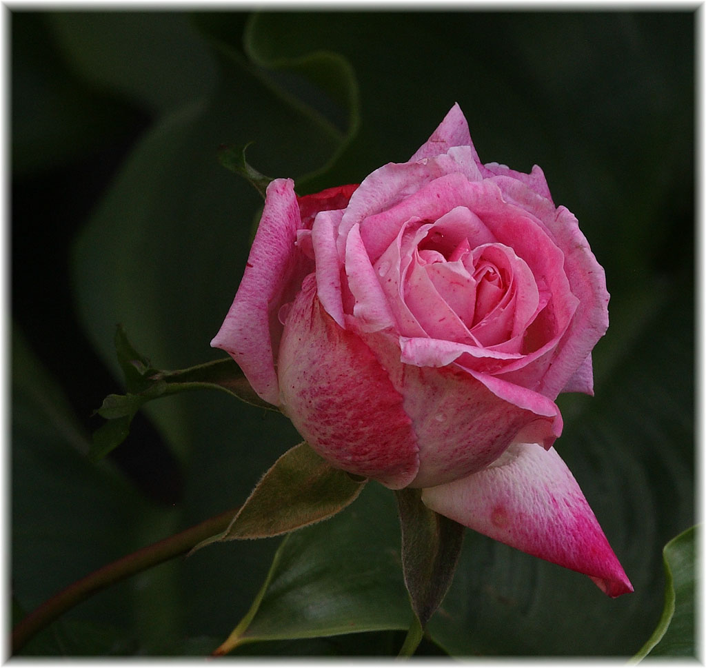 rosa.jpg