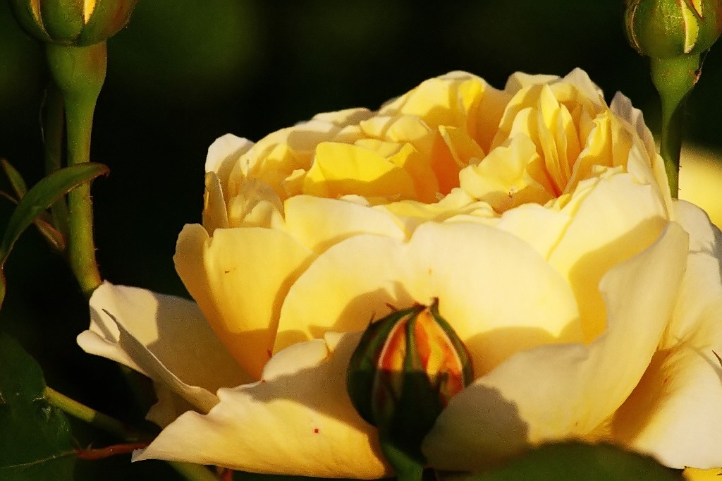 rosa.jpg