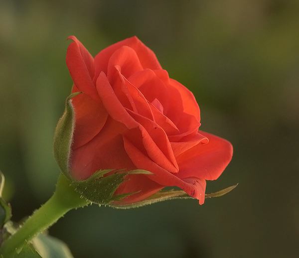rosa.jpg