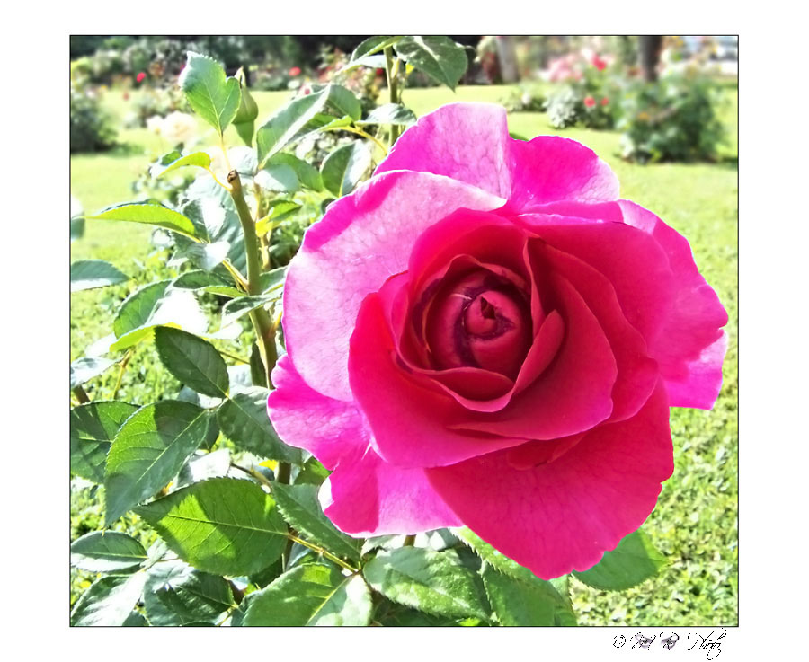 rosa_allegato.jpg