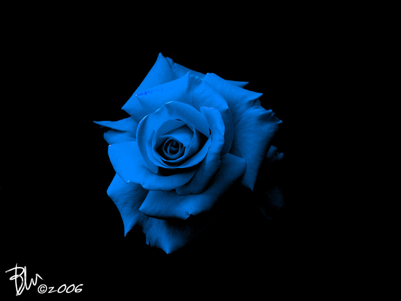 Rosa blu.jpg