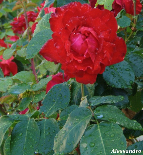 rosa_carminio1.jpg