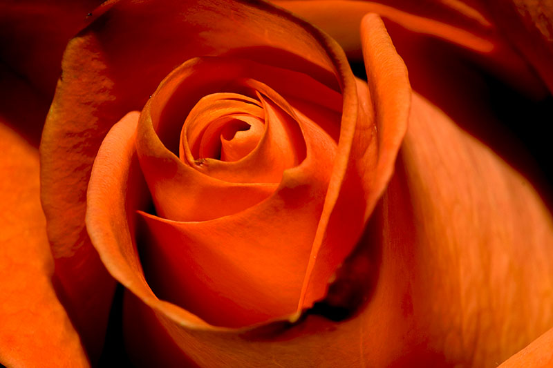 rosa compresa.jpg