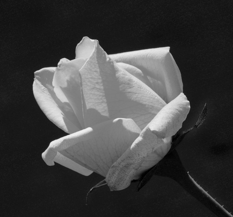 rosa controluce bn.jpg