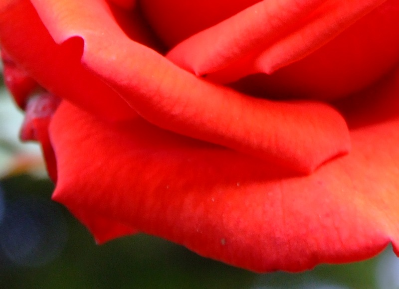 rosa crop.jpg