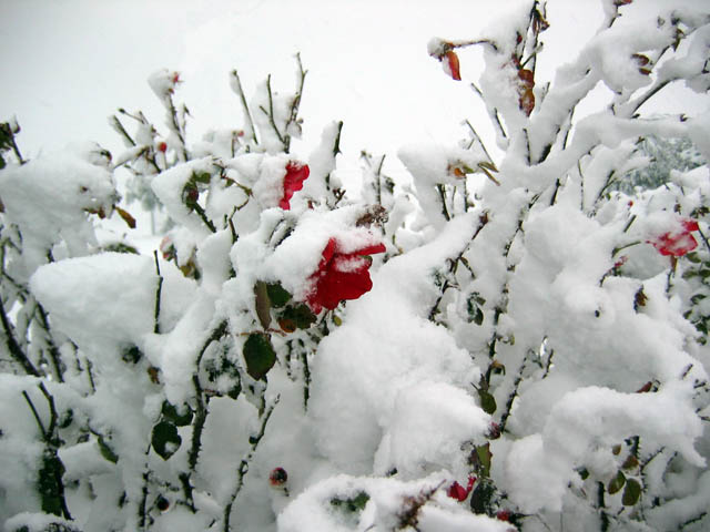 rosa d'inverno.jpg