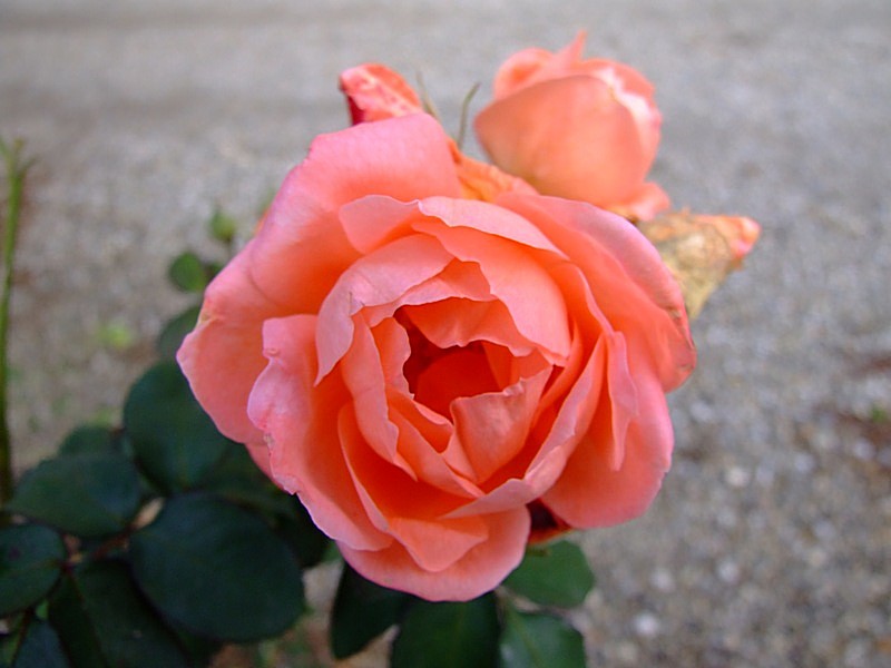 rosa f2,8.jpg
