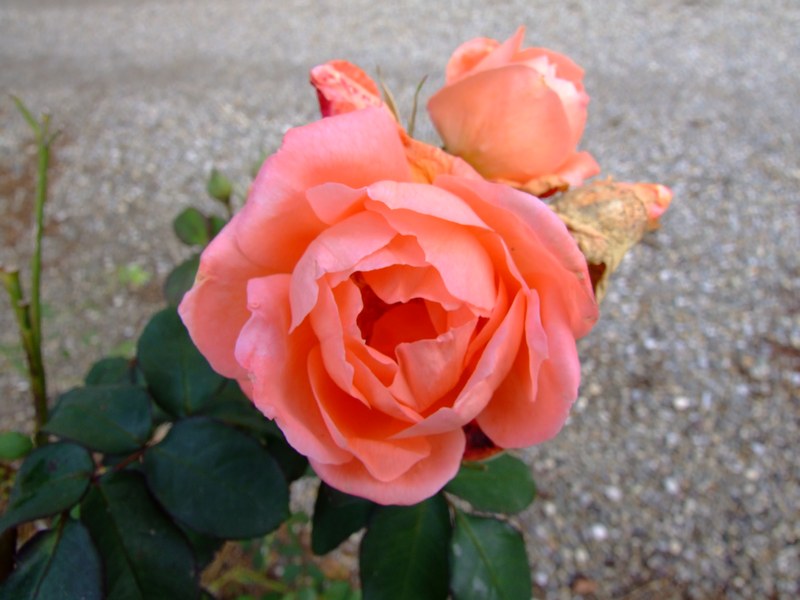 rosa f5.jpg