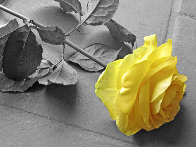 rosa_gialla_640.jpg