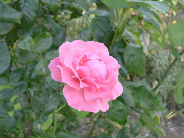 ROSA_hnf_100.jpg