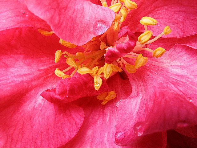 Rosa_macro.jpg