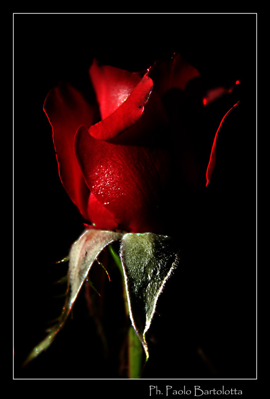 rosa verticale2.jpg